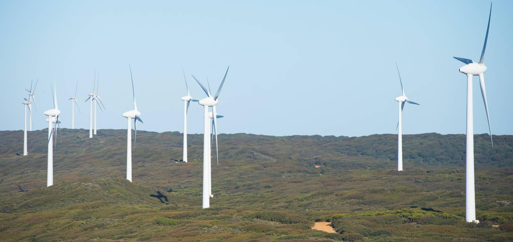 A wind farm of wind turbine generators standing amongst green vegetation.